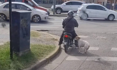 Ce a pățit un bărbat care aștepta la semafor pe un scuter? Imagini virale cu un câine care l-a „luat” prin surprindere