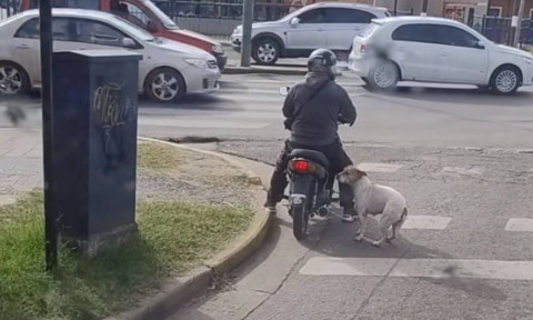 Ce a pățit un bărbat care aștepta la semafor pe un scuter? Imagini virale cu un câine care l-a „luat” prin surprindere