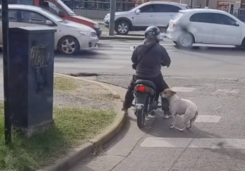 Ce a pățit un bărbat care aștepta la semafor pe un scuter? Imagini virale cu un câine care l-a „luat” prin surprindere