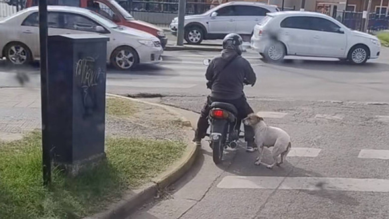 Ce a pățit un bărbat care aștepta la semafor pe un scuter? Imagini virale cu un câine care l-a „luat” prin surprindere