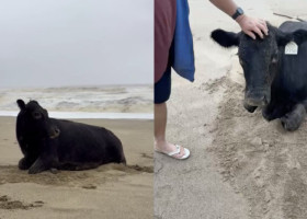 O vacă a supraviețuit miraculos inundațiilor din Australia. A fost găsită pe o plajă, la 70 km distanță