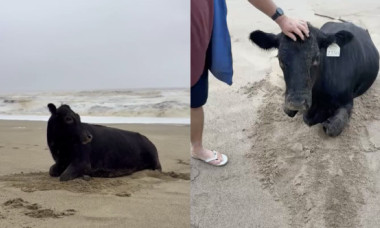 O vacă a supraviețuit miraculos inundațiilor din Australia. A fost găsită pe o plajă, la 70 km distanță