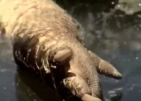 Un aligator fără cap, găsit plutind într-un canal din Florida. Imaginile i-au terifiat pe locuitori