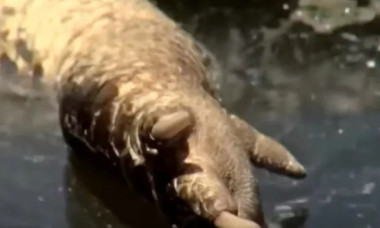 Un aligator fără cap, găsit plutind într-un canal din Florida. Imaginile i-au terifiat pe locuitori