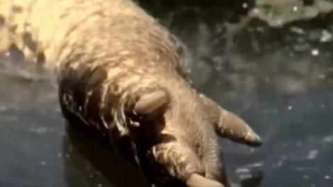 Un aligator fără cap, găsit plutind într-un canal din Florida. Imaginile i-au terifiat pe locuitori