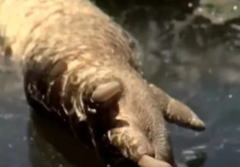 Un aligator fără cap, găsit plutind într-un canal din Florida. Imaginile i-au terifiat pe locuitori