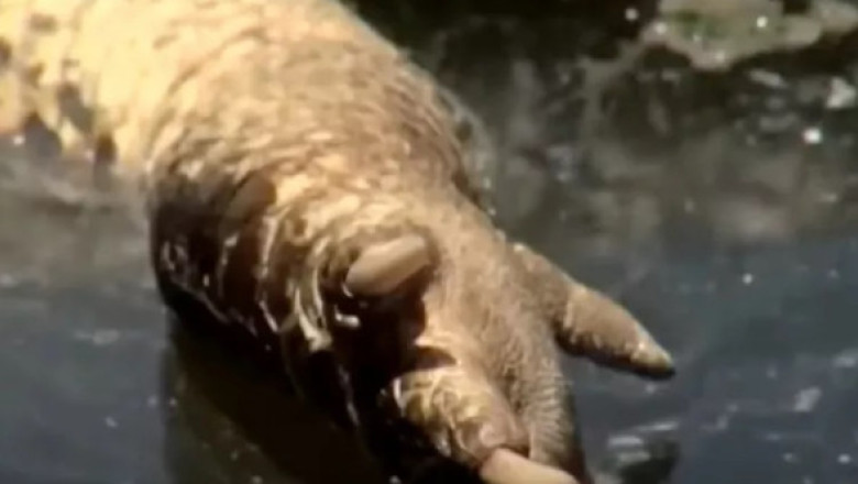 Un aligator fără cap, găsit plutind într-un canal din Florida. Imaginile i-au terifiat pe locuitori