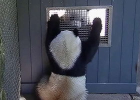 Cum „flirtează” doi panda? Imaginile cu doi urși de la Grădina Zoologică din Washington au devenit virale