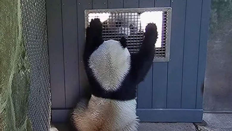 Cum „flirtează” doi panda? Imaginile cu doi urși de la Grădina Zoologică din Washington au devenit virale
