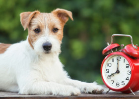 Câinii știu cât este ceasul datorită nasului lor. Cum simt trecerea timpului animalele de companie
