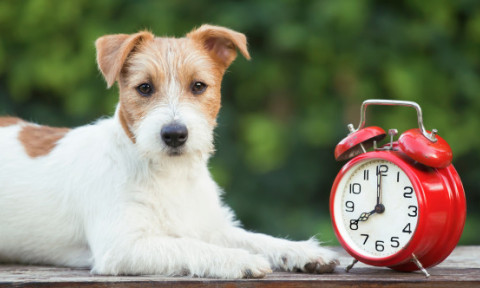 Câinii știu cât este ceasul datorită nasului lor. Cum simt trecerea timpului animalele de companie