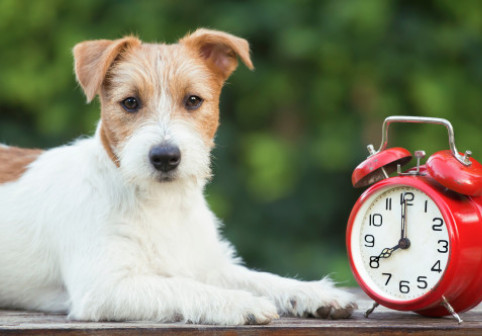 Câinii știu cât este ceasul datorită nasului lor. Cum simt trecerea timpului animalele de companie