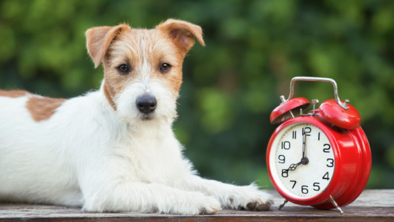 Câinii știu cât este ceasul datorită nasului lor. Cum simt trecerea timpului animalele de companie