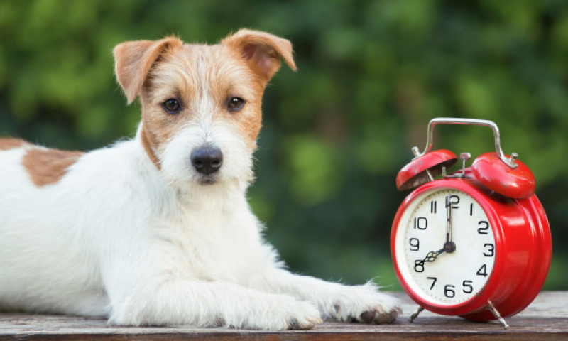 Câinii știu cât este ceasul datorită nasului lor. Cum simt trecerea timpului animalele de companie