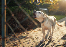 Lătratul câinilor, tradus de un expert. 4 mesaje pe care animalul tău încearcă să ți le transmită