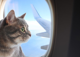 Cum a reușit un bărbat să-și dreseze pisicile pentru a zbura liniștit cu avionul: „Necesită răbdare, antrenament și multe recompense”