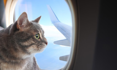 Cum a reușit un bărbat să-și dreseze pisicile pentru a zbura liniștit cu avionul: „Necesită răbdare, antrenament și multe recompense”