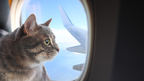 Cum a reușit un bărbat să-și dreseze pisicile pentru a zbura liniștit cu avionul: „Necesită răbdare, antrenament și multe recompense”