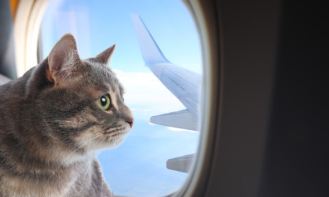 Cum a reușit un bărbat să-și dreseze pisicile pentru a zbura liniștit cu avionul: „Necesită răbdare, antrenament și multe recompense”