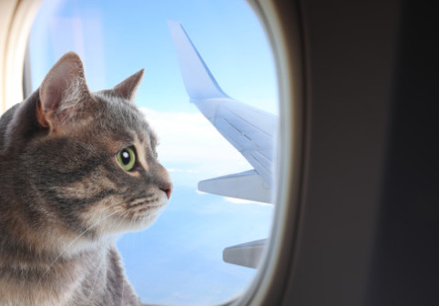 Cum a reușit un bărbat să-și dreseze pisicile pentru a zbura liniștit cu avionul: „Necesită răbdare, antrenament și multe recompense”