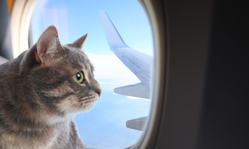 Cum a reușit un bărbat să-și dreseze pisicile pentru a zbura liniștit cu avionul: „Necesită răbdare, antrenament și multe recompense”