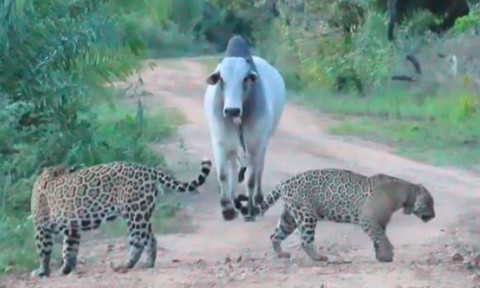 Reacția unui taur când este urmărit de doi jaguari. Animalul nu s-a lăsat deloc intimidat de feline