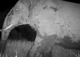 „Elefantul fantomă”, filmat pentru prima dată după cinci ani în Senegal: „Ar putea fi ultimul”