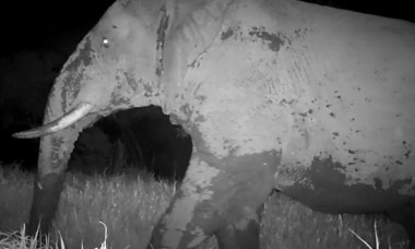 „Elefantul fantomă”, filmat pentru prima dată după cinci ani în Senegal: „Ar putea fi ultimul”