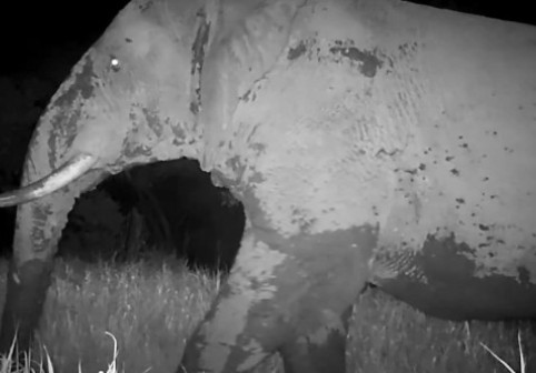 „Elefantul fantomă”, filmat pentru prima dată după cinci ani în Senegal: „Ar putea fi ultimul”