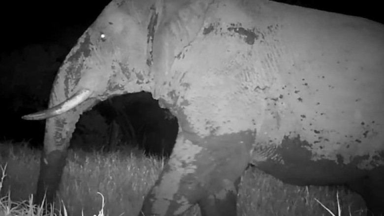 „Elefantul fantomă”, filmat pentru prima dată după cinci ani în Senegal: „Ar putea fi ultimul”