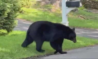 Momentul în care un urs negru urmărește o femeie în vârstă pe o stradă din Connecticut. Imaginile sunt virale