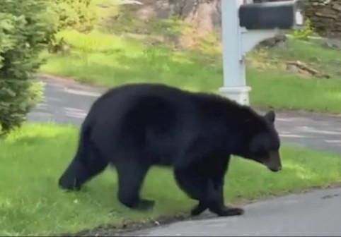 Momentul în care un urs negru urmărește o femeie în vârstă pe o stradă din Connecticut. Imaginile sunt virale