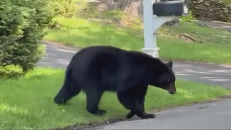 Momentul în care un urs negru urmărește o femeie în vârstă pe o stradă din Connecticut. Imaginile sunt virale