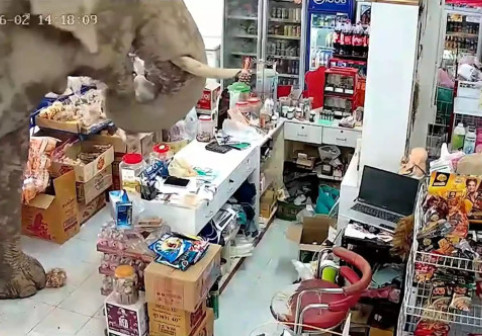 Haos într-un magazin din Thailanda. Un elefant a dat buzna printre rafturi