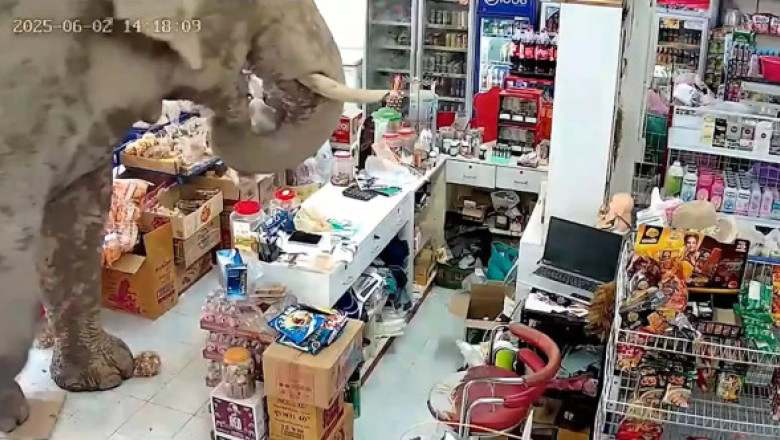 Haos într-un magazin din Thailanda. Un elefant a dat buzna printre rafturi