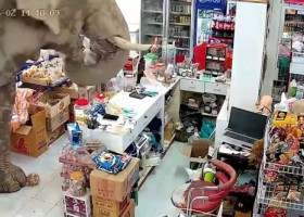 Haos într-un magazin din Thailanda. Un elefant a dat buzna printre rafturi