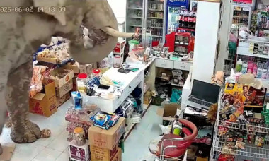 Haos într-un magazin din Thailanda. Un elefant a dat buzna printre rafturi