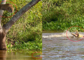 Luptă acerbă între doi prădători. Un jaguar a fost surprins sărind din copac direct pe un aligator
