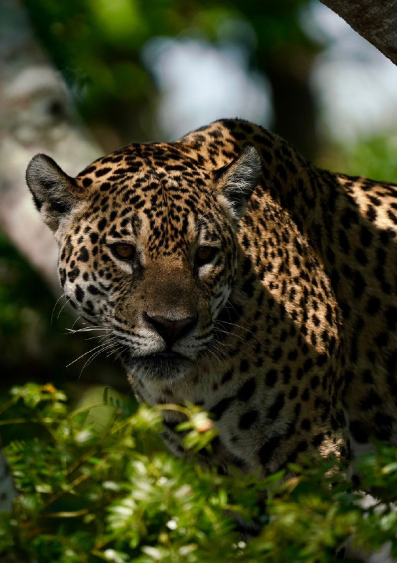 Un jaguar a fost surprins sărind din copac direct pe un aligator/ Profimedia