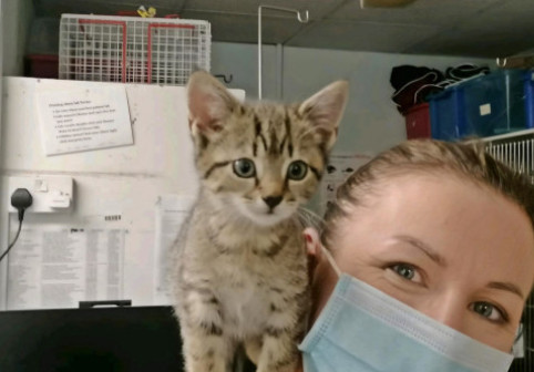 Gestul făcut de un medic veterinar pentru 100 de pisici abandonate: „Nu le pot lăsa în urmă”