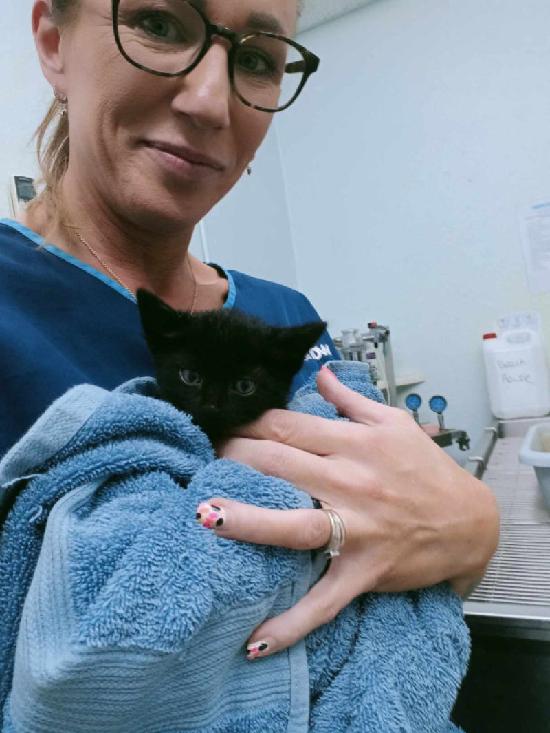 Gestul făcut de un medic veterinar pentru 100 de pisici abandonate/ Profimedia