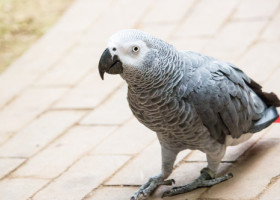 Cinci papagali, recent donați la o grădină zoologică din Anglia, au înjurat vizitatorii. Angajații, nevoiți să-i retragă din expoziție