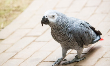 Cinci papagali, recent donați la o grădină zoologică din Anglia, au înjurat vizitatorii. Angajații, nevoiți să-i retragă din expoziție