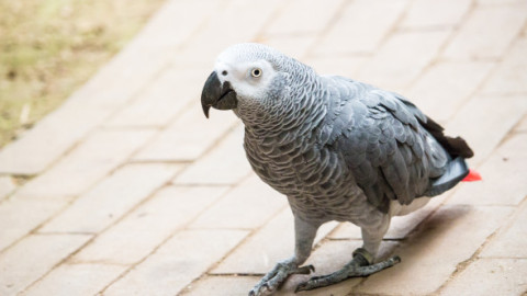 Cinci papagali, recent donați la o grădină zoologică din Anglia, au înjurat vizitatorii. Angajații, nevoiți să-i retragă din expoziție