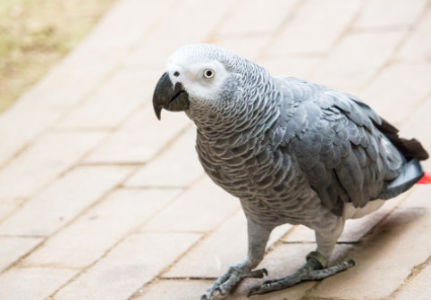 Cinci papagali, recent donați la o grădină zoologică din Anglia, au înjurat vizitatorii. Angajații, nevoiți să-i retragă din expoziție