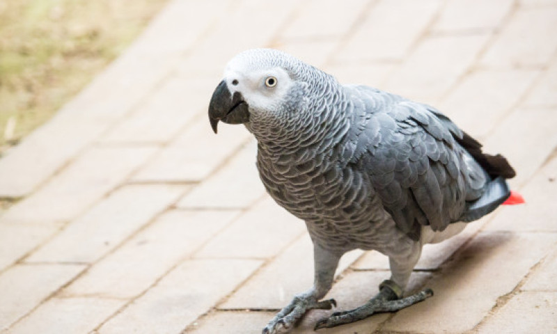 Cinci papagali, recent donați la o grădină zoologică din Anglia, au înjurat vizitatorii. Angajații, nevoiți să-i retragă din expoziție