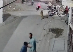 Teroare pe străzile din Pakistan. Momentul când un leu de companie a evadat și a atacat o mamă și doi copii