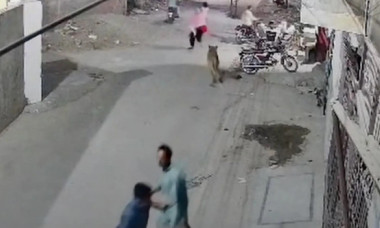 Teroare pe străzile din Pakistan. Momentul când un leu de companie a evadat și a atacat o mamă și doi copii