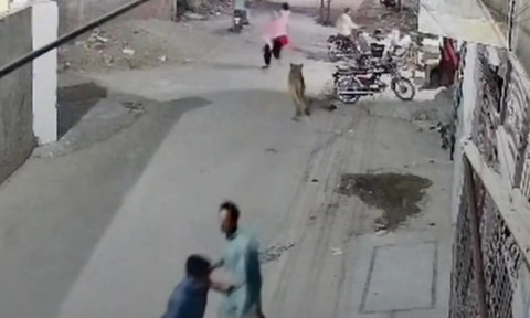 Teroare pe străzile din Pakistan. Momentul când un leu de companie a evadat și a atacat o mamă și doi copii