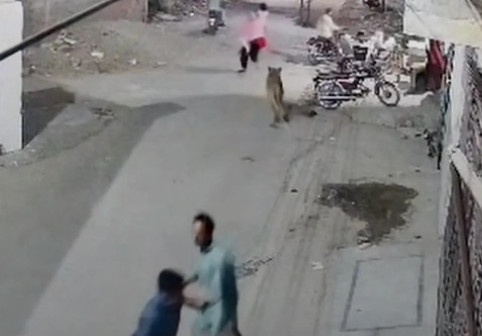 Teroare pe străzile din Pakistan. Momentul când un leu de companie a evadat și a atacat o mamă și doi copii